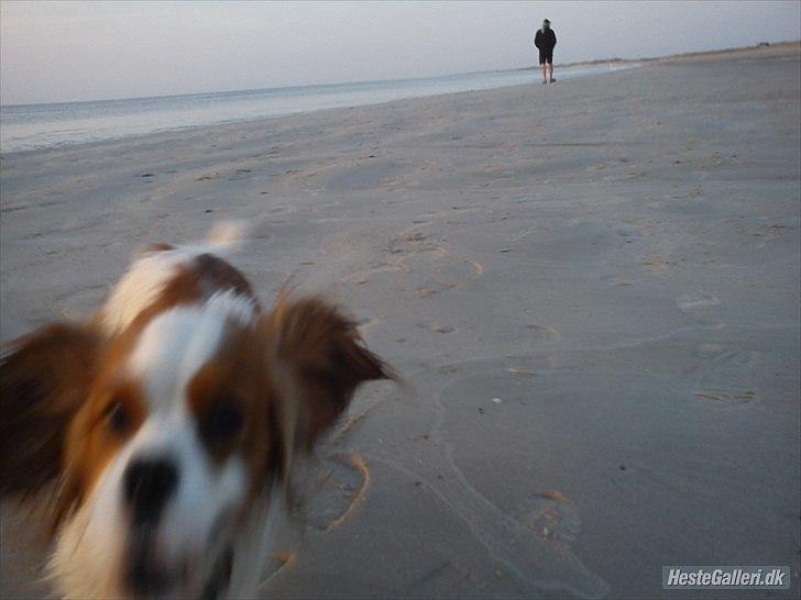 Cavalier king charles spaniel Fie billede 18