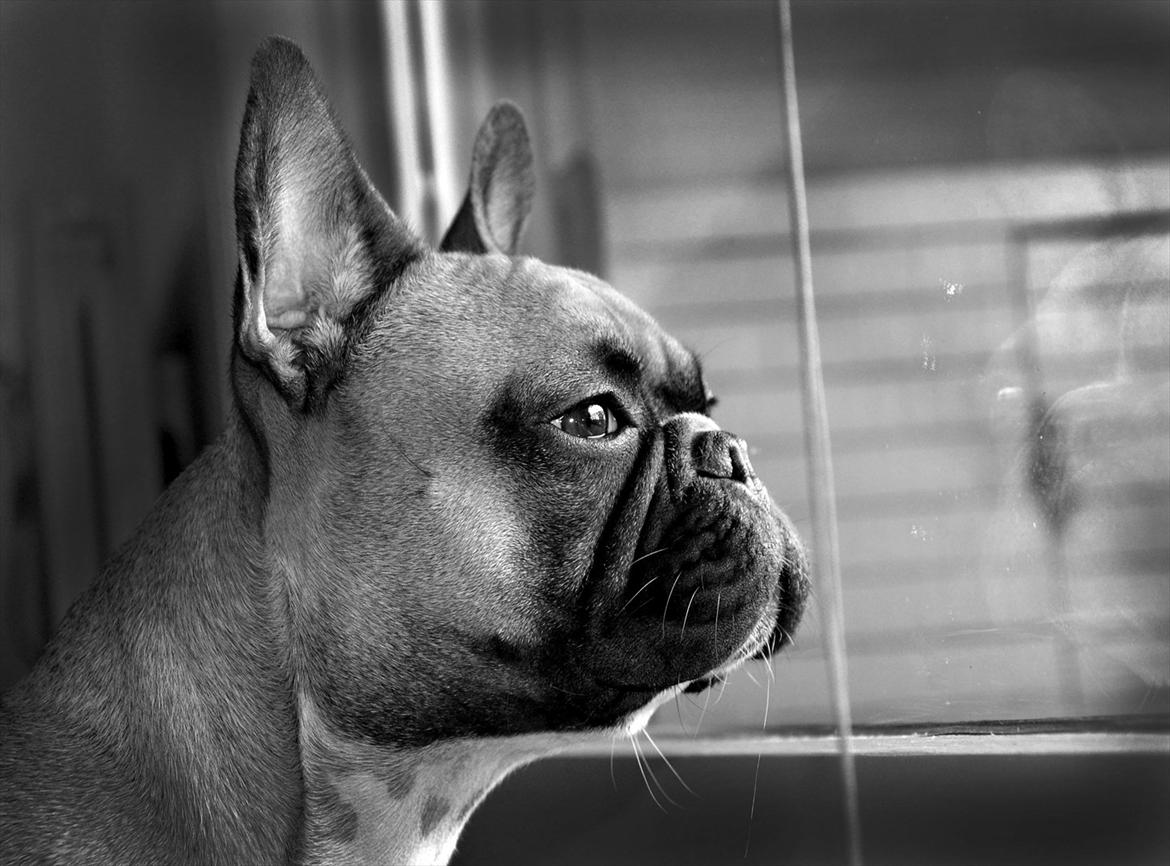 Fransk bulldog Willie - 1 år og 3 mdr. billede 15