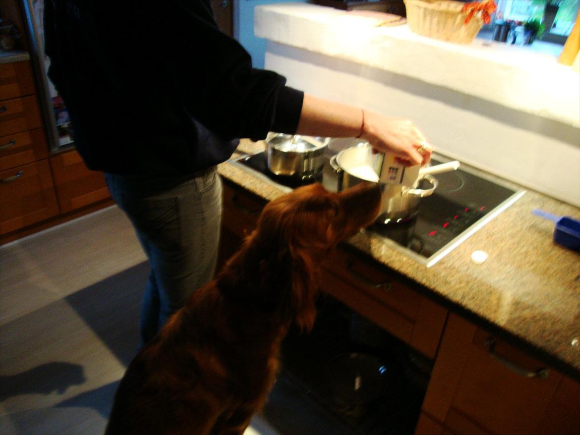 Irsk setter Thea - "Jeg hjælper dig lige med at komme mælk i risengrøden!" billede 6