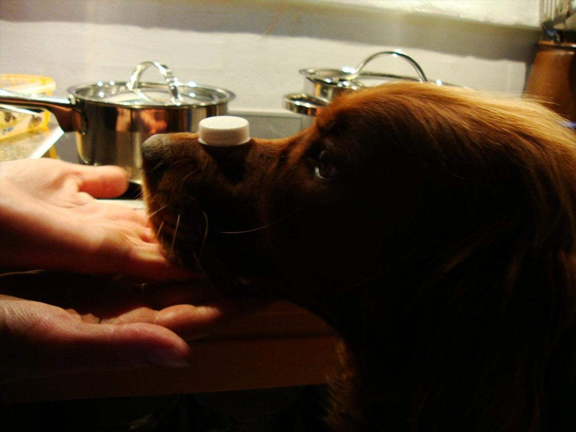 Irsk setter Thea - Hun kan også finde ud af at balancere med et mælkelåg på snuden, dog ikke uden hjælp :-) billede 7