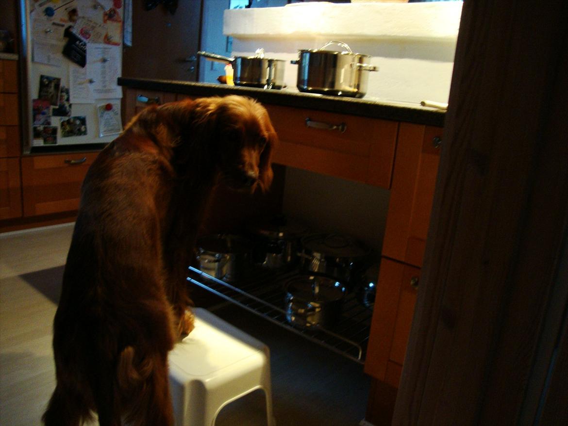 Irsk setter Thea - "Skal vi ikke snart spise?" billede 8