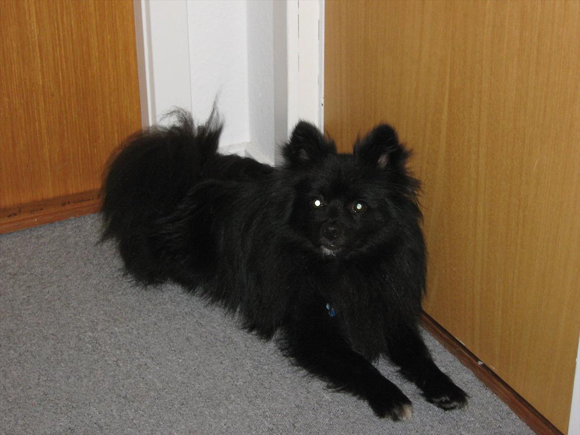 Blanding af racer Lucky  - velkommen til lucky's profil :D billede 1