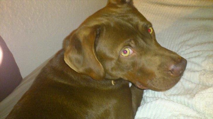 Blanding af racer Mikkel billede 1