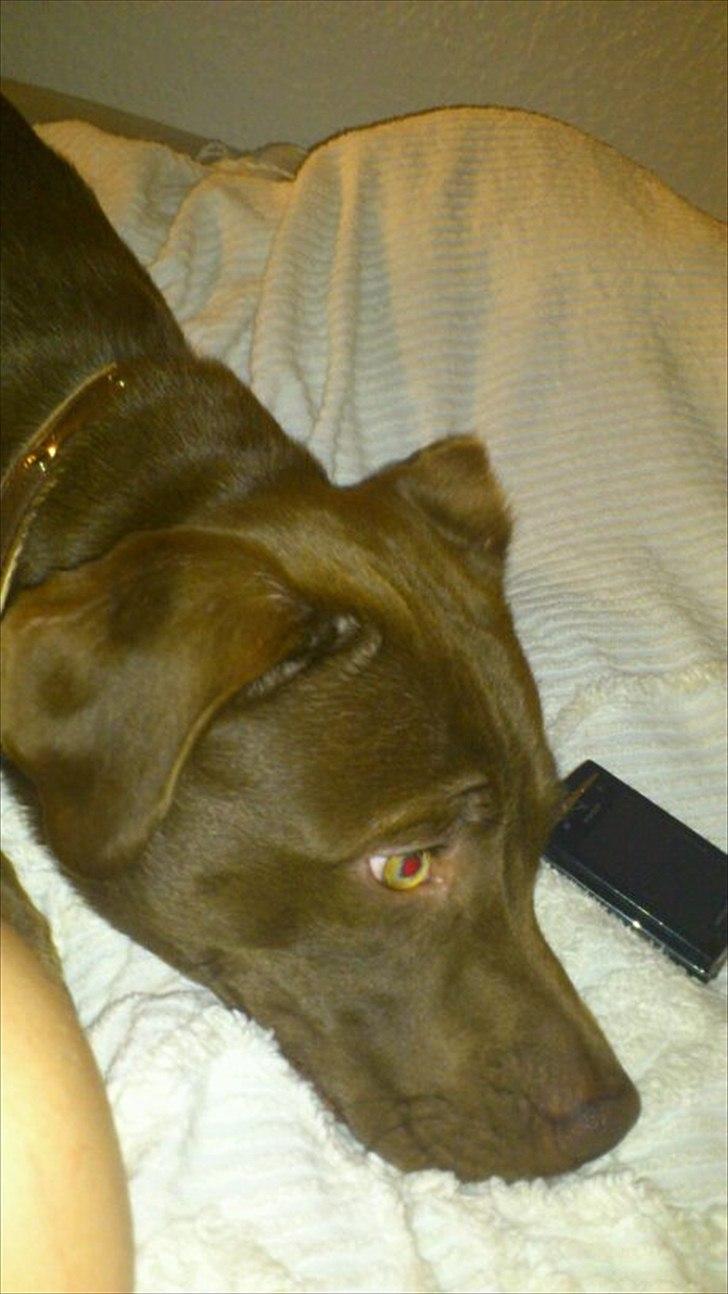 Blanding af racer Mikkel billede 2