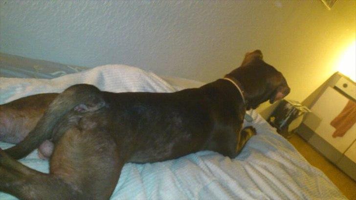 Blanding af racer Mikkel billede 3