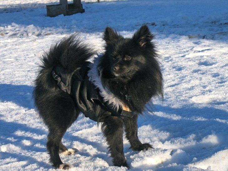 Blanding af racer Lucky  billede 4