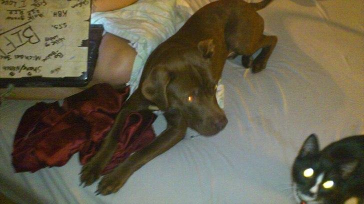 Blanding af racer Mikkel billede 5