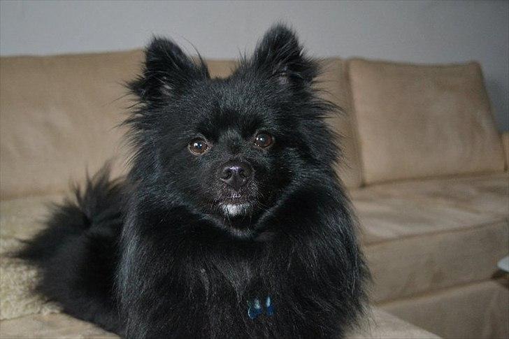 Blanding af racer Lucky  - smukke lucky :) billede 5