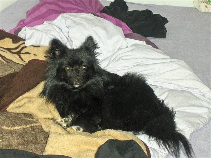 Blanding af racer Lucky  billede 6