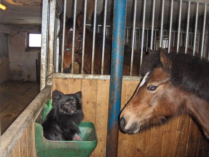 Blanding af racer Lucky  - min yndlings hund og yndlings pony! :') <3 billede 7