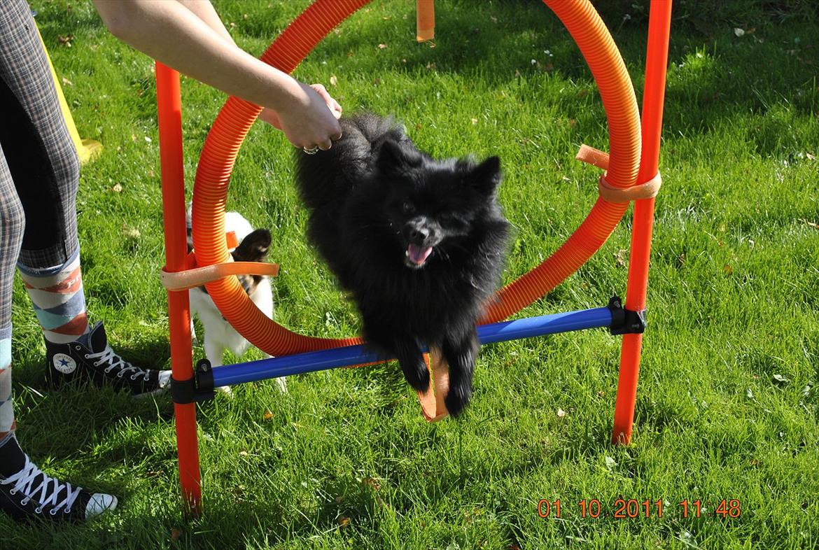 Blanding af racer Lucky  - agility 1. oktober 2011  :) billede 8