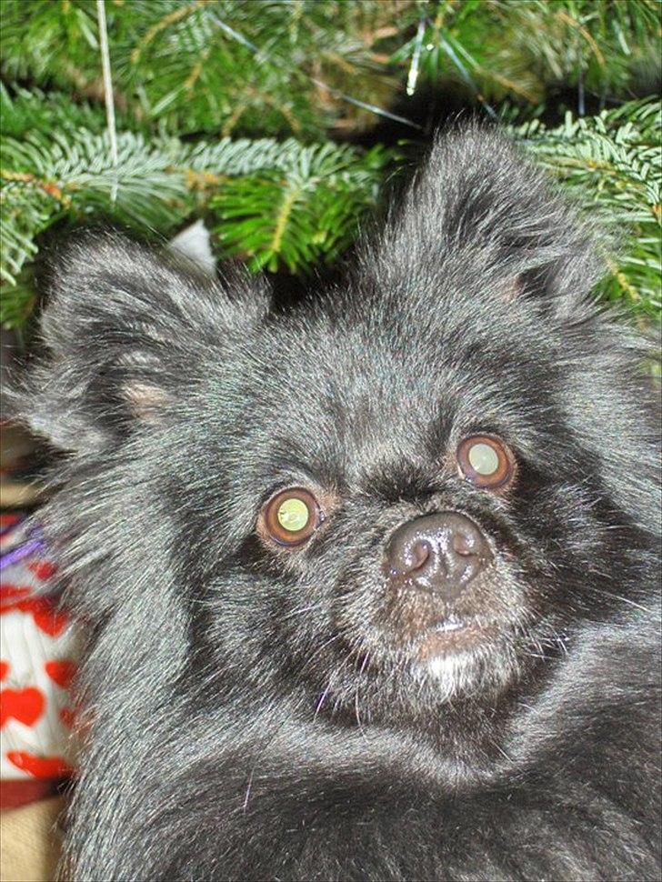 Blanding af racer Lucky  - juleaften 2010 billede 9