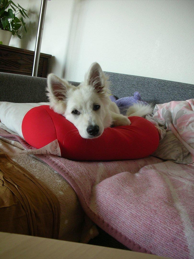 Japansk spids Meeko billede 1
