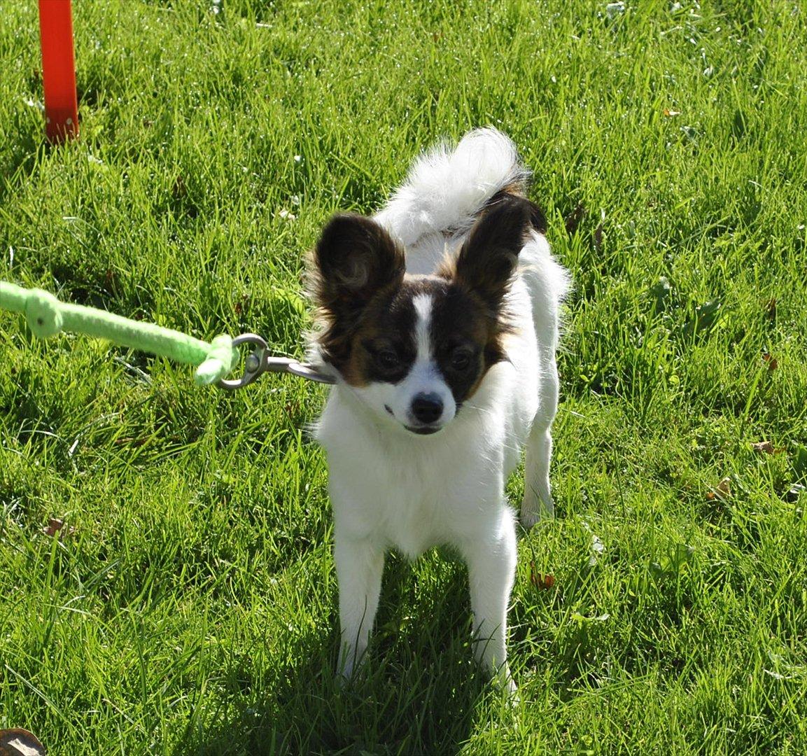 Papillon Candy *R.I.P.* billede 2