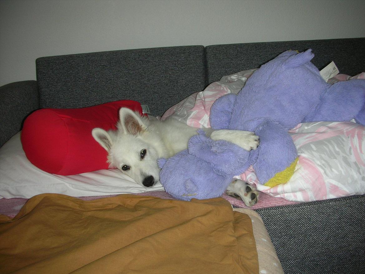 Japansk spids Meeko billede 3