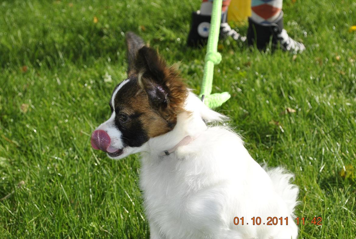 Papillon Candy *R.I.P.* billede 6