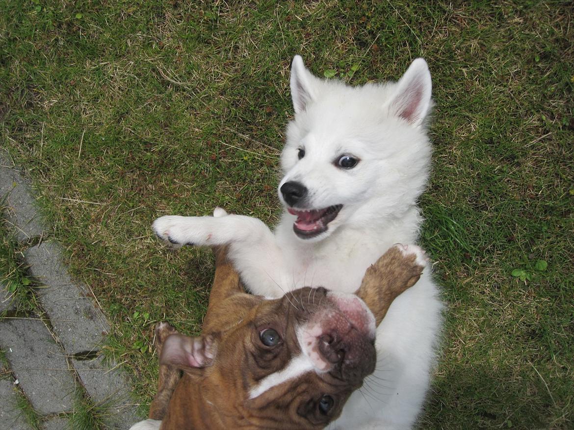 Japansk spids Meeko - Meeko og fætter Ferdinand (old english bulldog)  billede 9