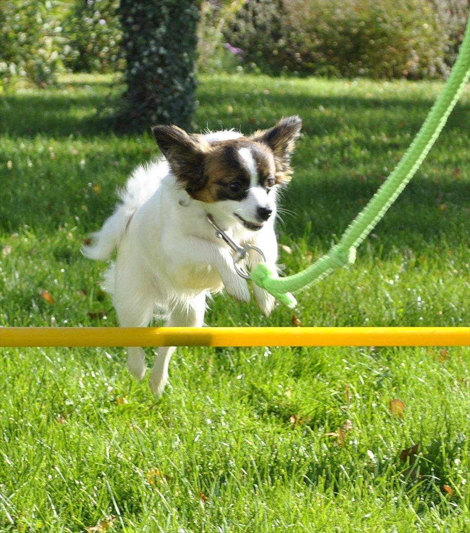 Papillon Candy *R.I.P.* - agility 1. oktober 2011 <3 billede 3