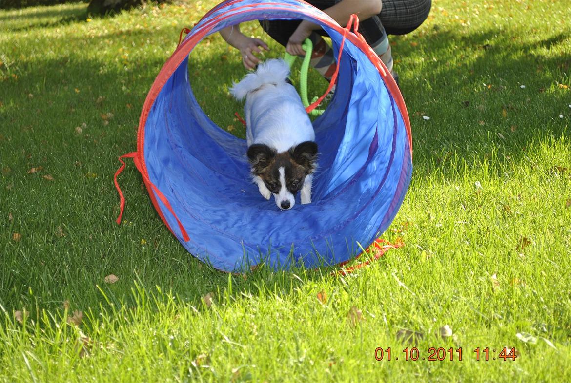 Papillon Candy *R.I.P.* - smukke candy  billede 4