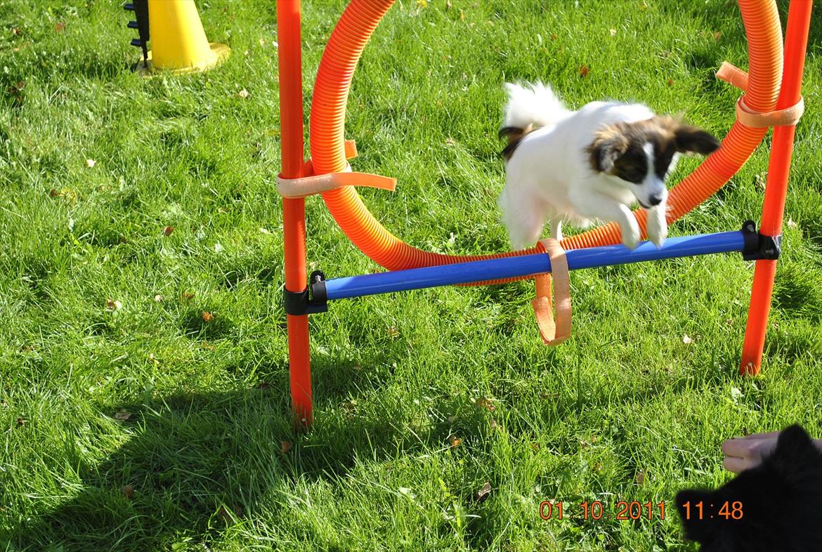 Papillon Candy *R.I.P.* billede 5