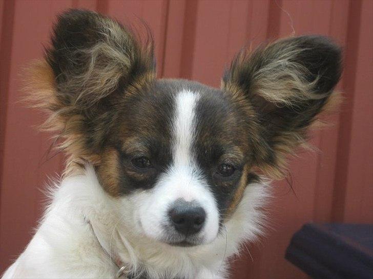 Papillon Candy *R.I.P.* - velkommen til candy's profil :) <3 billede 1