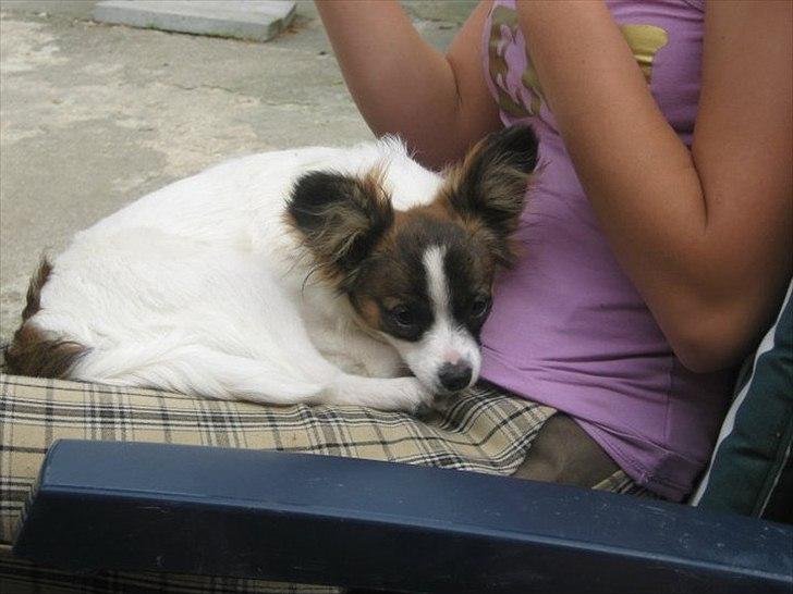 Papillon Candy *R.I.P.* - lille puttemus <3 billede 7