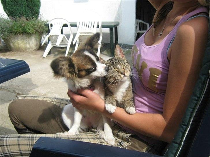 Papillon Candy *R.I.P.* - candy og hendes bedste misseven :) blis mis! :D  billede 8