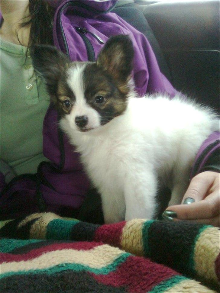 Papillon Candy *R.I.P.* - den dag vi hentede hende :) billede 9