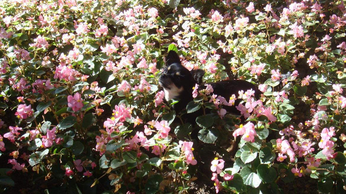 Chihuahua Papaya - Papaya på sin første rejse til Hamburg.  billede 13