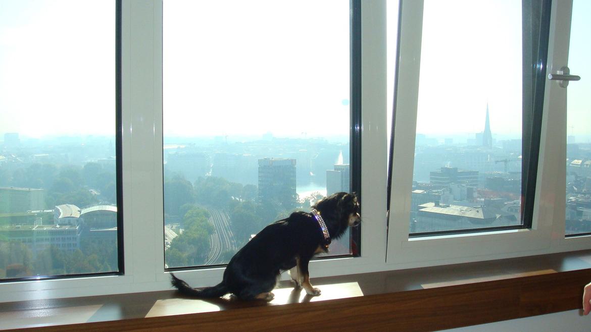 Chihuahua Papaya - På hotel i Hamburg - første rejse <3 billede 14