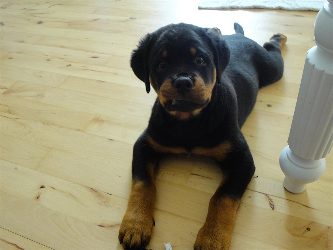 Rottweiler Heitah's Ziko billede 4