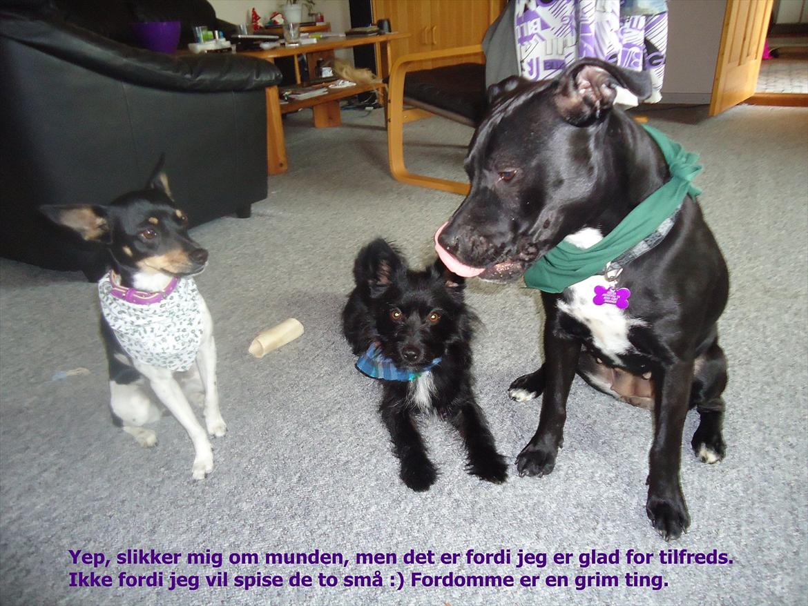 Dansk svensk gaardhund Molly billede 5