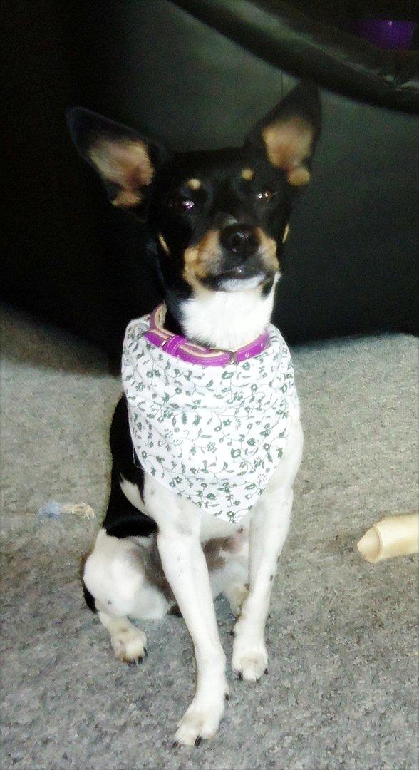 Dansk svensk gaardhund Molly billede 6