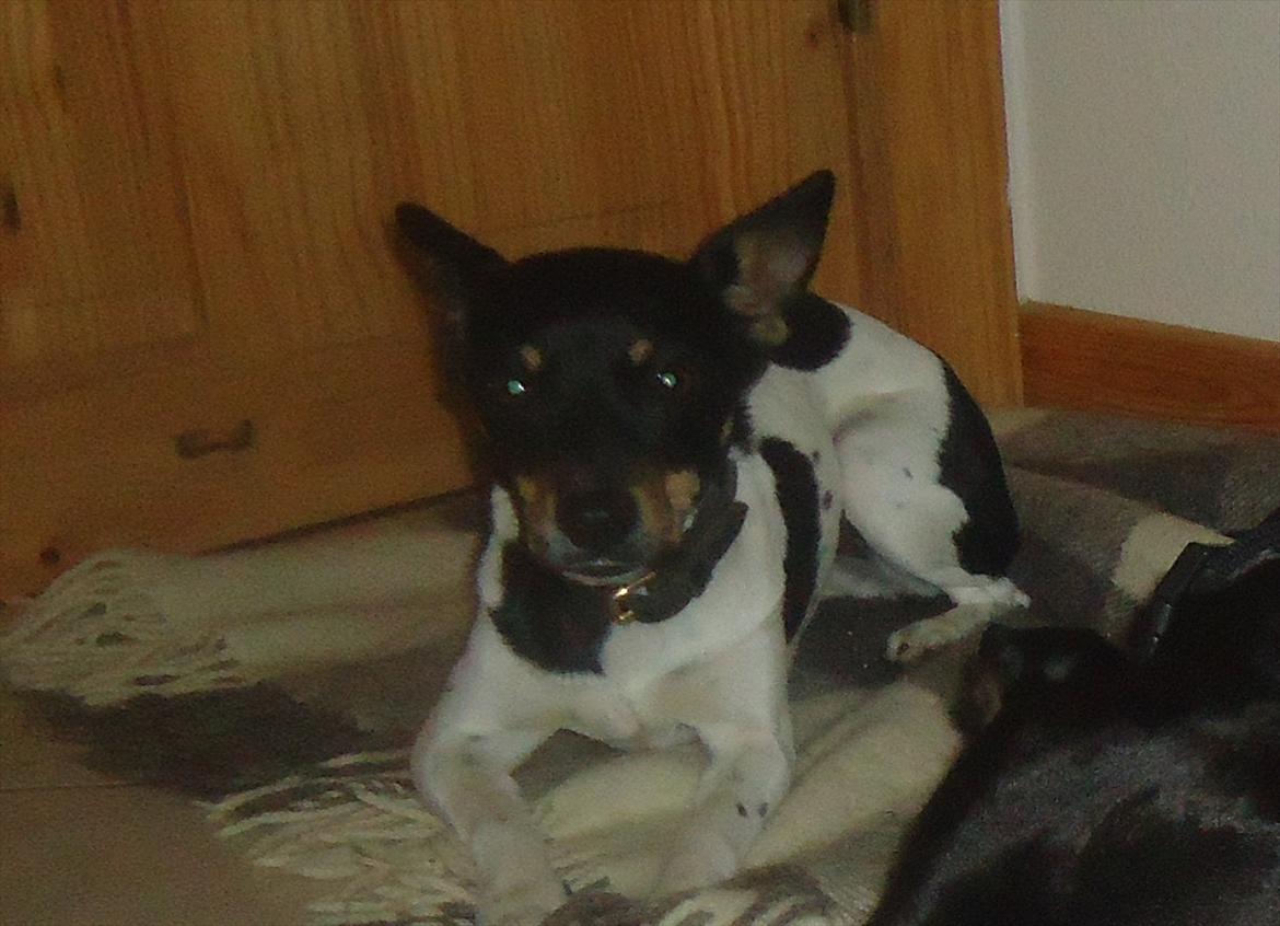 Dansk svensk gaardhund Molly billede 7