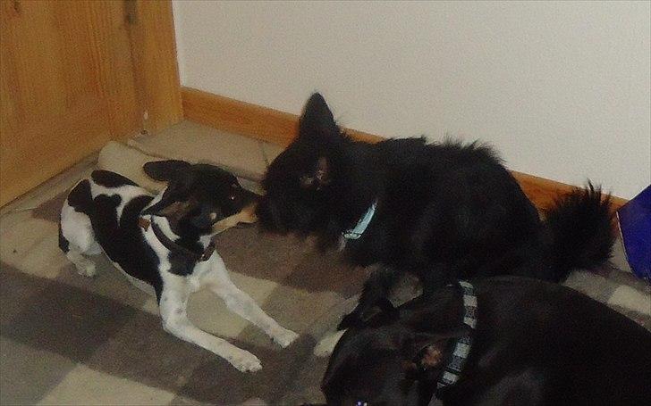 Dansk svensk gaardhund Molly billede 8