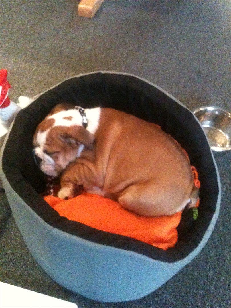 Engelsk bulldog William billede 6