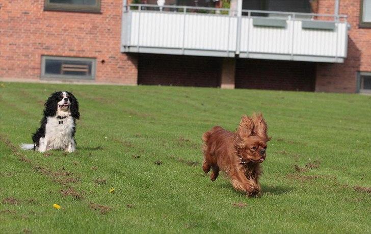 Cavalier king charles spaniel Atti's picture perfect billede 9