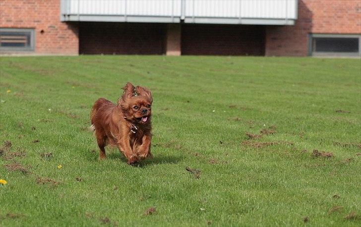 Cavalier king charles spaniel Atti's picture perfect billede 8