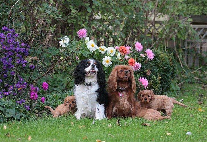 Cavalier king charles spaniel Atti's picture perfect billede 2