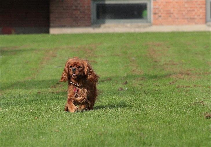 Cavalier king charles spaniel Atti's picture perfect billede 6