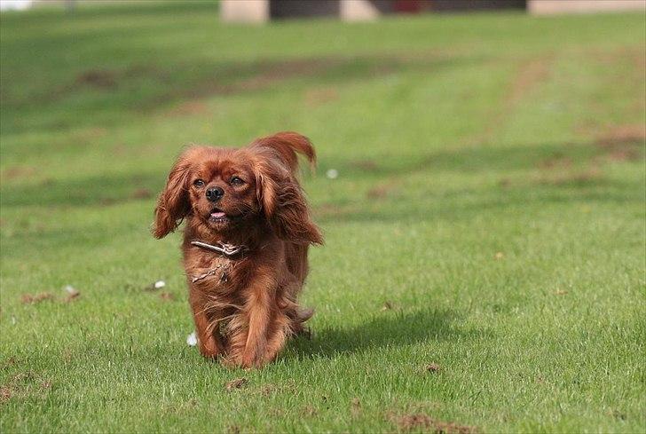Cavalier king charles spaniel Atti's picture perfect billede 7