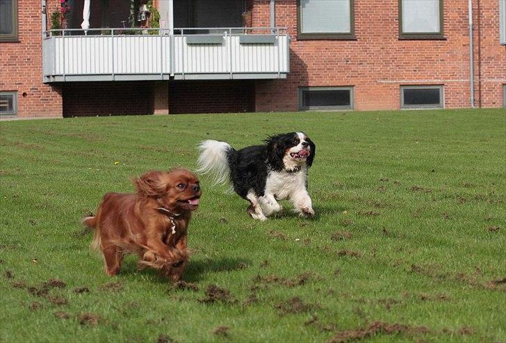 Cavalier king charles spaniel Atti's picture perfect billede 12