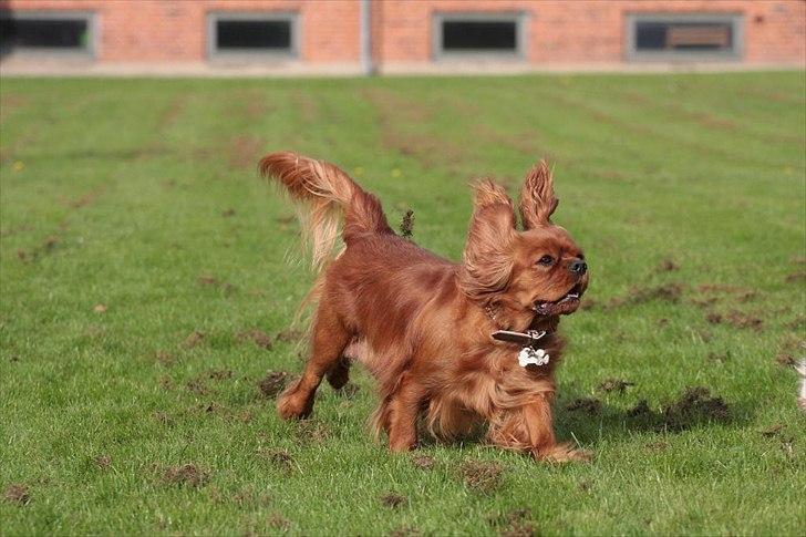Cavalier king charles spaniel Atti's picture perfect billede 13