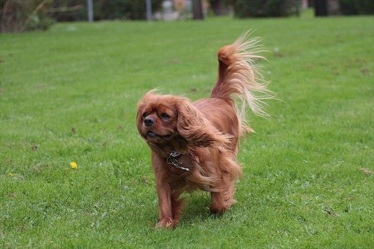 Cavalier king charles spaniel Atti's picture perfect billede 14