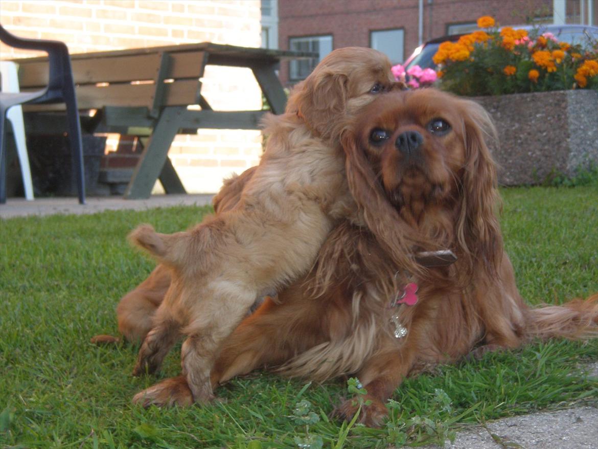 Cavalier king charles spaniel Atti's picture perfect billede 4