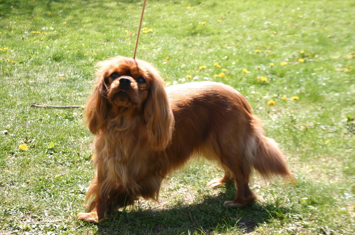 Cavalier king charles spaniel Atti's picture perfect billede 15