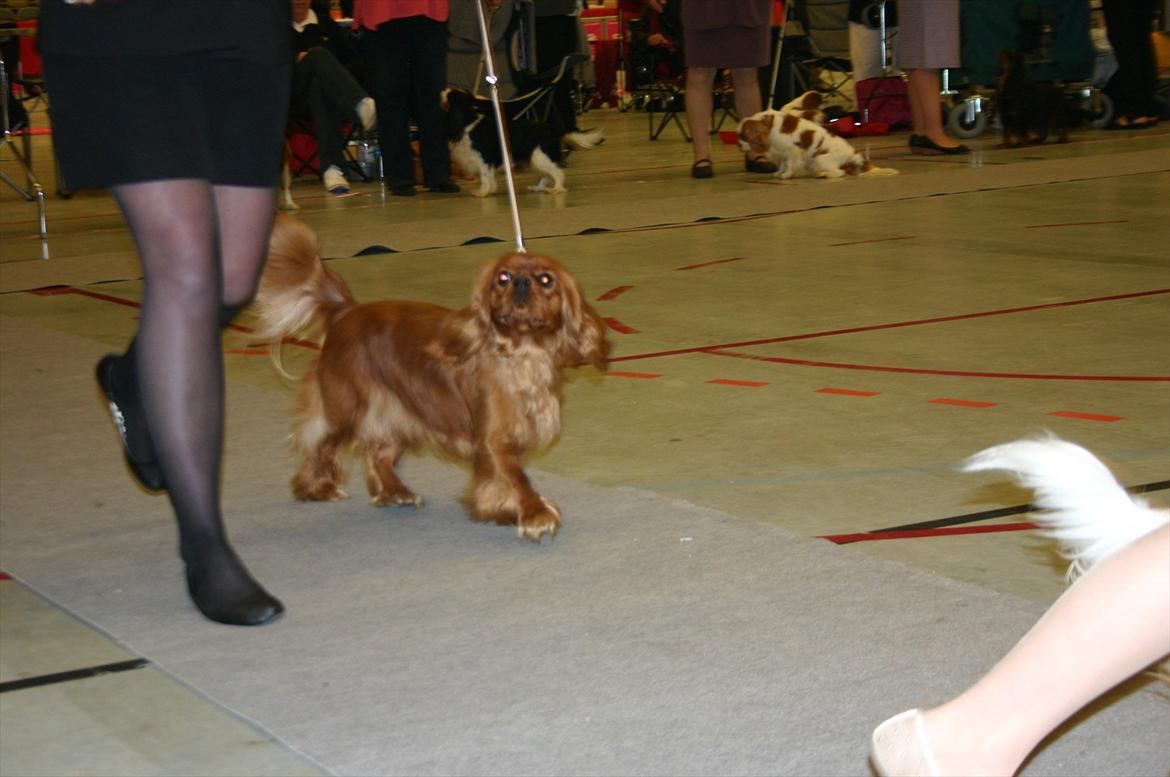 Cavalier king charles spaniel Atti's picture perfect billede 16