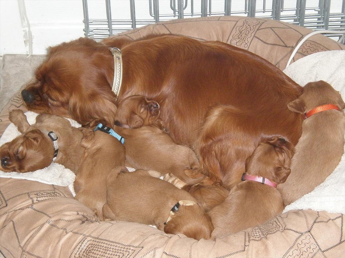 Cavalier king charles spaniel Atti's picture perfect billede 17