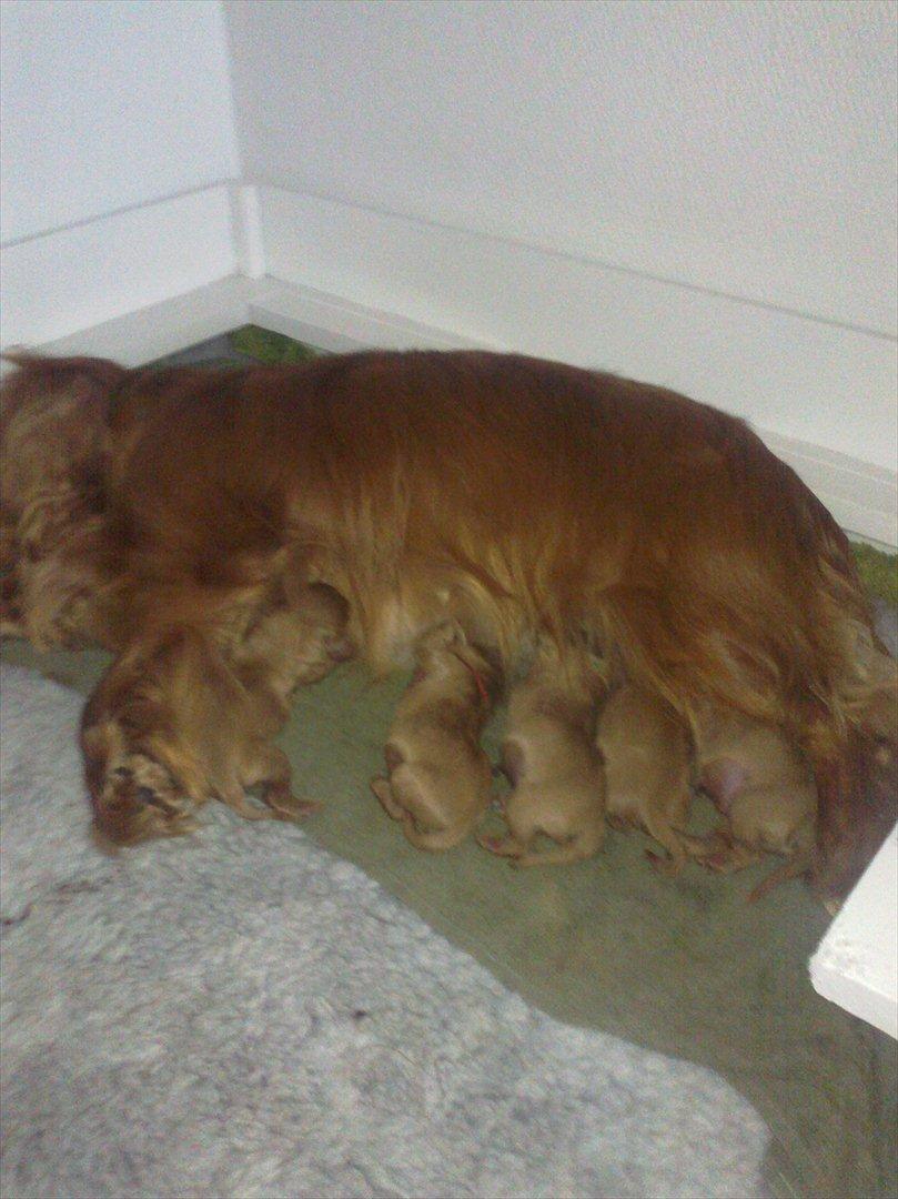 Cavalier king charles spaniel Atti's picture perfect billede 18