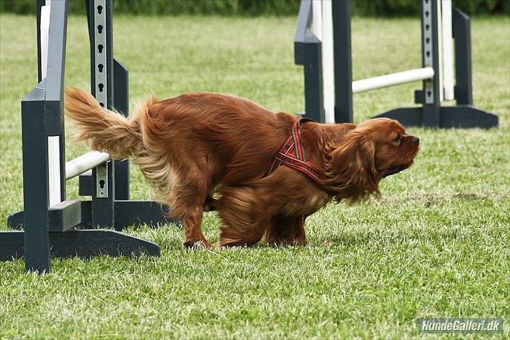 Cavalier king charles spaniel Atti's picture perfect billede 19